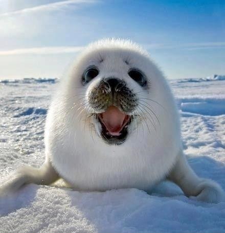 happy arctic seal