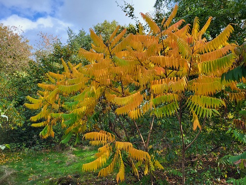 herfstkleuren fluweelboom oktober 2022 