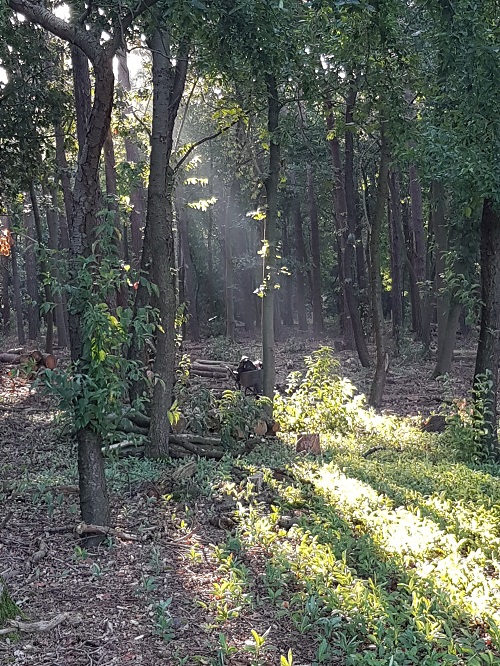 mooie ochtend in het bos