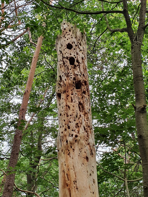 detail dode boom met holen voor spechten en insecten