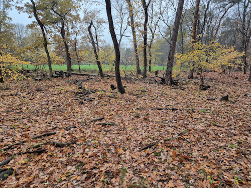 overzicht nog te maaien amerikaanse vogelkers, november 2025