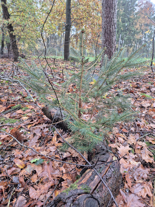 jonge spul in het bos