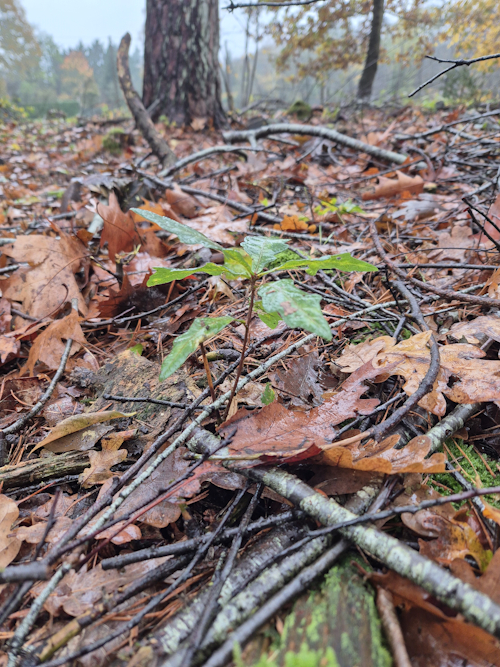 zuinig zijn op de jonge eikjes