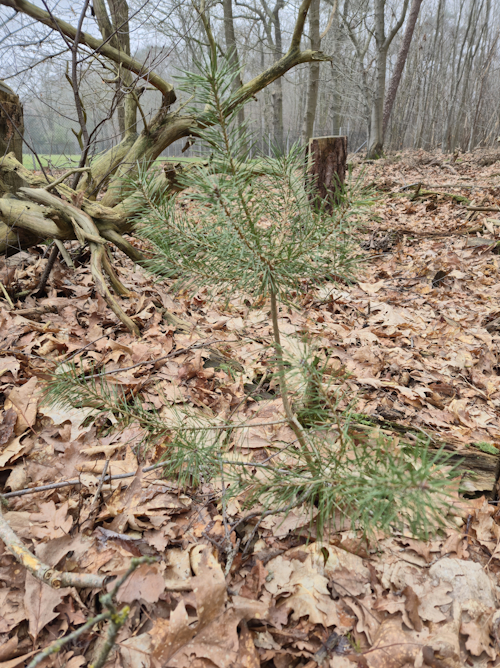 natuurlijk opschot van jong naaldhout