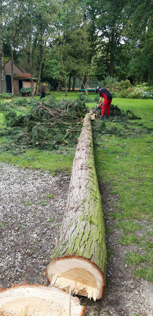 uitgesnoeide conifeer op de grond