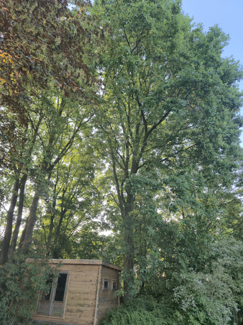 mega eik in achtertuin