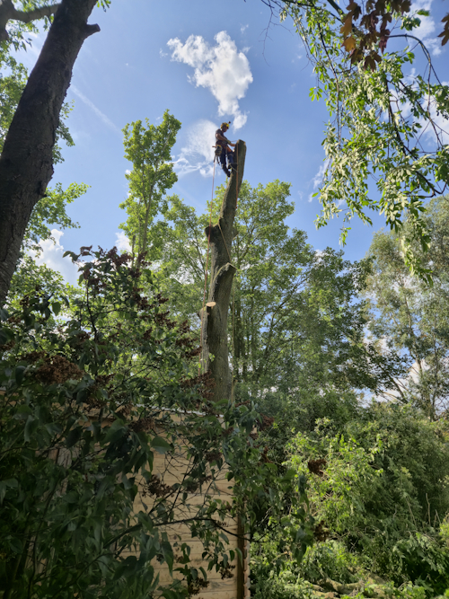 de stam van deze grote boom afblokken