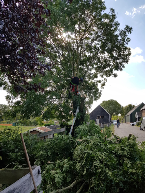 zonder klimsporen in de boom, geen beschadigingen
