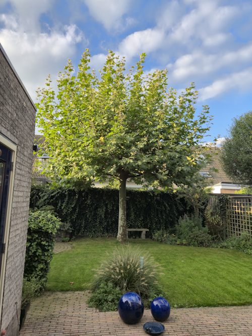 plataan met 1-jarig hout er op