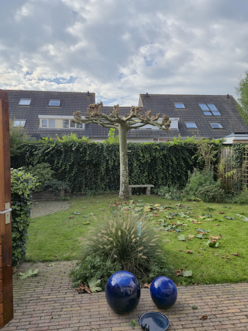 gesnoeide plataan
