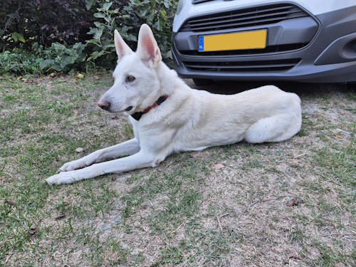 odin op wacht voor de auto