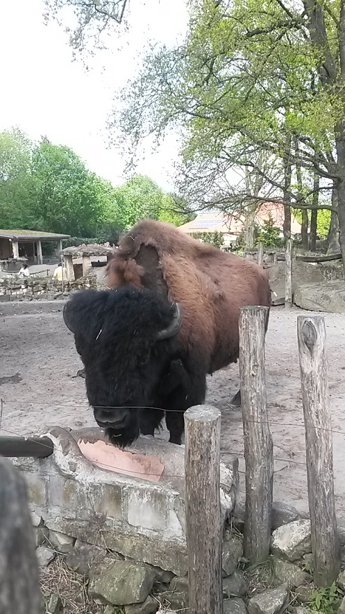 nordhorn bison