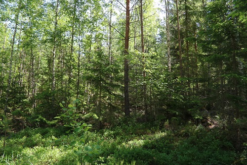 sala storljusen forest