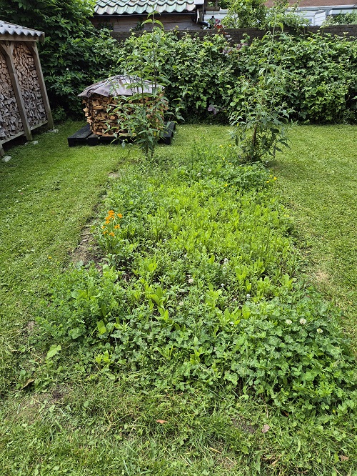 veel groen met de eerste bijna onzichtbare bloeiertjes