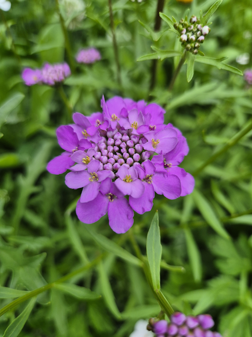 schermscheefbloem