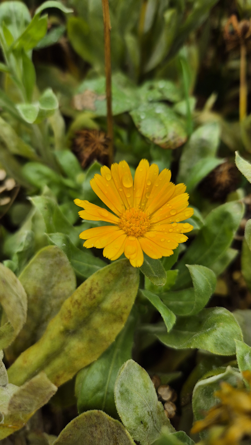 nog prachtige goudsbloem