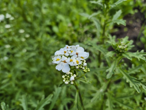 bittere scheefbloem