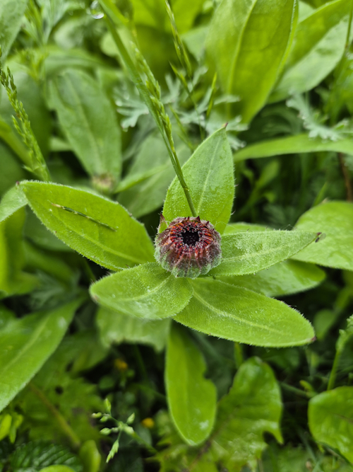 goudsbloem in knop