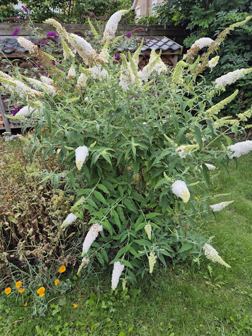 witte vlinderstruik in bloei