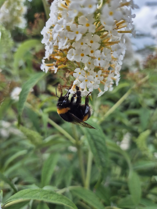 een dikke hommel op zoek naar voedsel