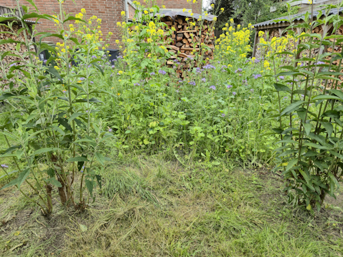 hoek 3 achtertuin, 10 juni