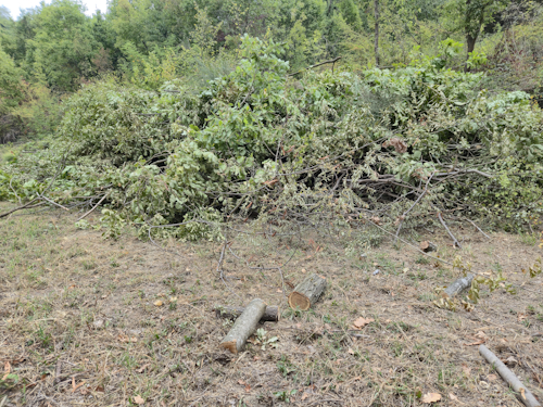 takken op een bult van de bomen