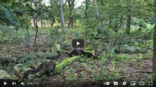 zomer onderhoud brabants bosje maaien video