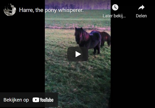harre pony whisperer video