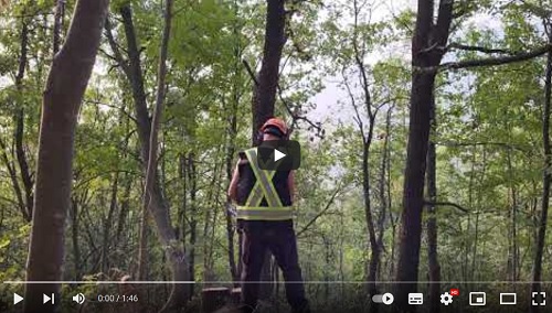 testvideo voor harre's tree removal