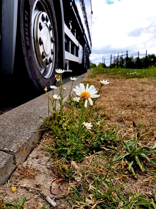 bloem naast geparkeerde vrachtwagen